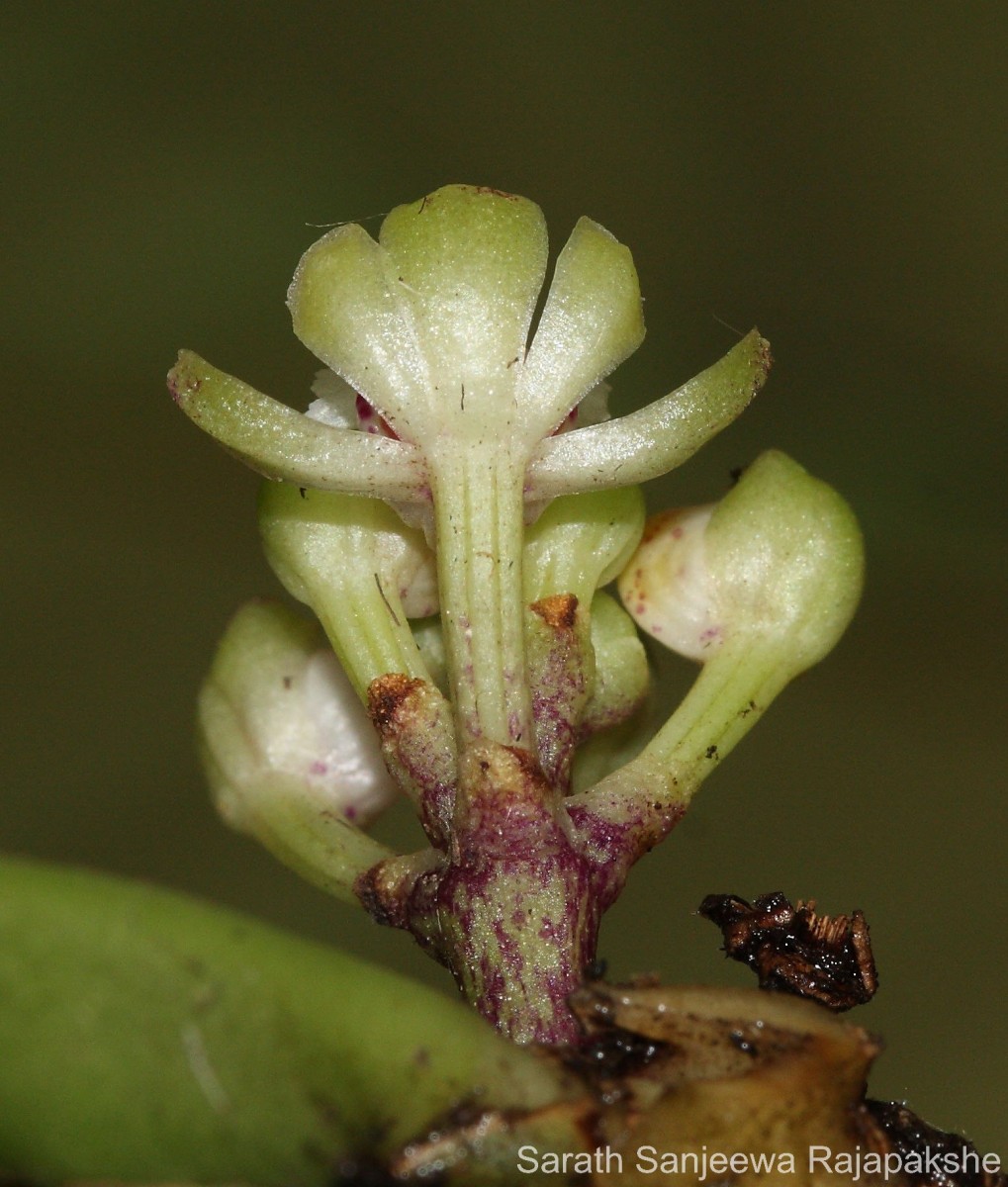 Gastrochilus acaulis (Lindl.) Kuntze